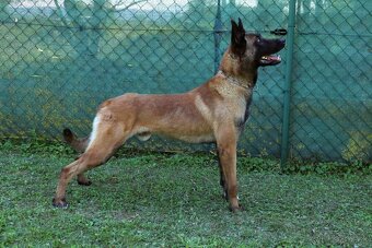 Belgický ovčiak malinois, šteniatka s PP - 17