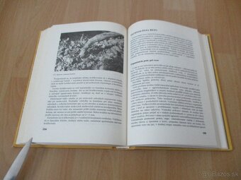 Rez a vedenie viniča - 17