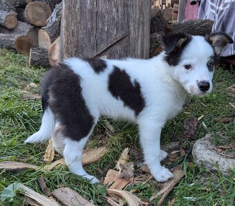 Border kolia tricolor - 17