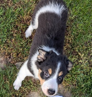 Border kolia tricolor - 17