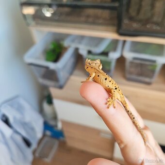 Pagekon riasnatý/Correlophus ciliatus - 17