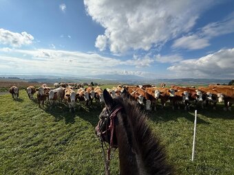 Darčekové poukážky - 17