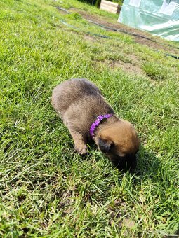 Belgický ovčiak Malinois / Nemecký ovčiak - 17