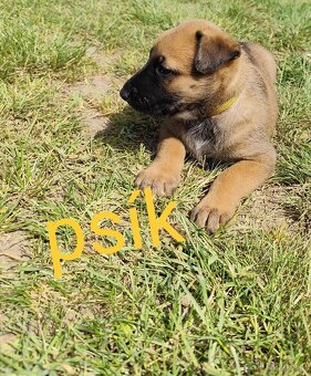 Belgický ovčiak Malinois / Nemecký ovčiak - 17