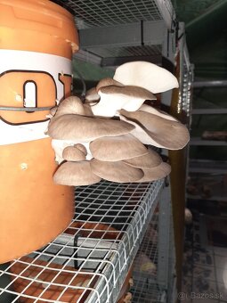 Hliva,Shitake,Maitake,Koralovec a iné - 17