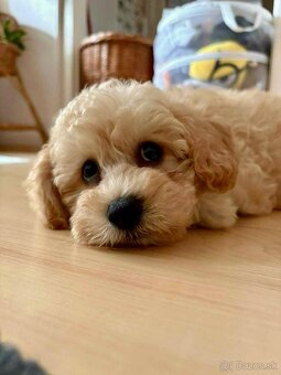 Maltipoo beige - 17