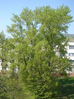 2 izbovy byt Pri Bielom kríži BAIII- 695 EUR vrátane energií - 17