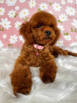 Pudel toy/trpasličí - pudlík - poodle red apricot - 17