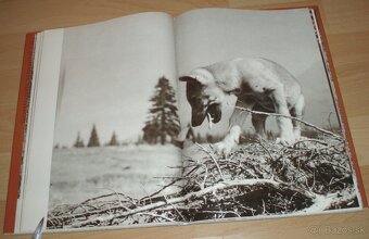 Osamělá vlčice - 17