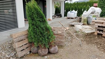 Tuja Smaragd, vavrínovec, červienka-Spišská Nová Ves, Kežmar - 17