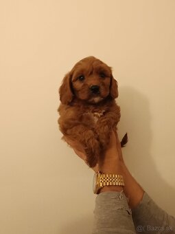 Cavapoo - 17