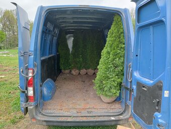 Tuja Smaragd, vavrínovec, červienka, gaštan - Žilina - 17