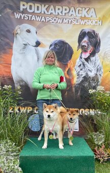 Shiba inu  s PP  /FCI / - 17