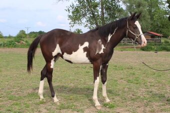 Pripúšťanie American Quarter Horse - 17