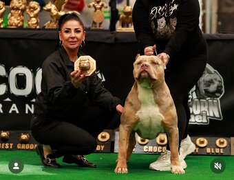 American Bully XL (Pitbull XXL) - 17