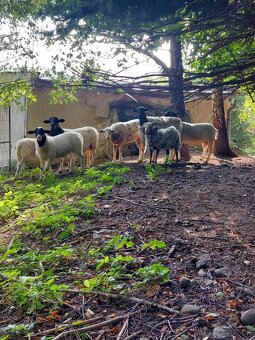 Holandska mini koza a baran Quessant - 17