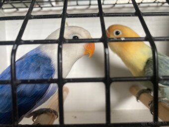 Agapornis fischeri - 17