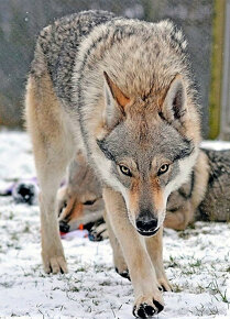 šteniatka československy vlčiak - 17