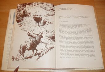 Lovy v Karpatech - 17