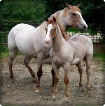 AMERICAN PAINT HORSE - 17