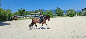 Predám 10 ročnú welsh cob kobylu - 17