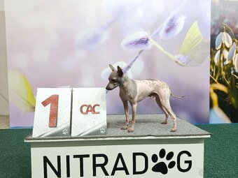 Americký bezsrstý teriér - 17