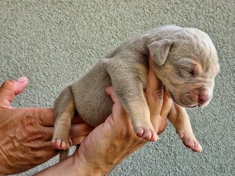 American Bully XL XXL - 17
