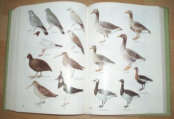 Poľovnícky náučný slovník - 17