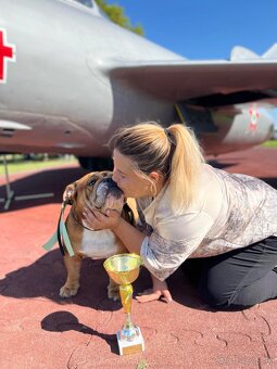 Anglicky Bulldog s PP na KRYTIE, buldog, Buldok , - 17