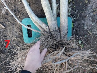 Rastliny na bonsaj, bonsai - IBIŠTEK SÝRSKY_2 - 17