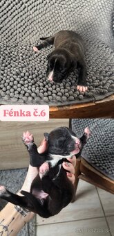 Americký stafordsirsky terier, Stafford, amstaf - 17