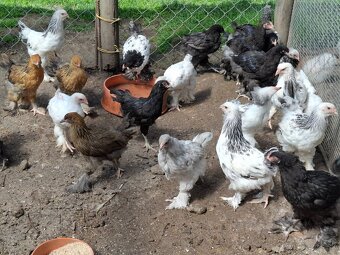 Araukany,  Ayam cemani, Brahmanky, Hodvábničky - 17
