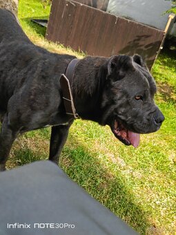 Cane Corso - FENKY - 17