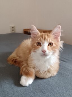 Maine coon - 17
