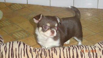 čivava krátkosrstá - 17