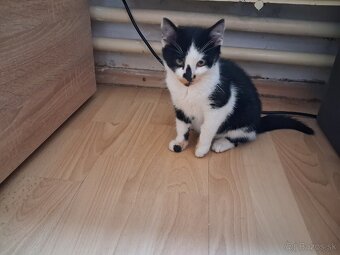 Darujem mačiatko - kocúrik - 17