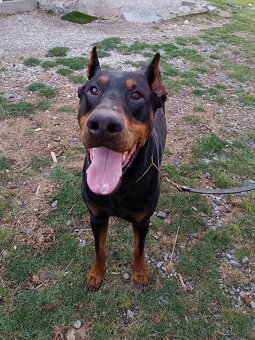 DOBERMAN - šteniatka - 17