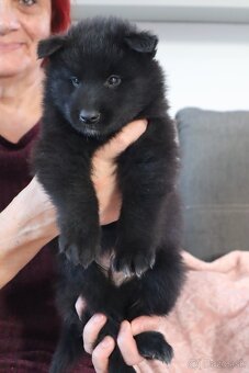 Belgický ovčiak groenendael FCI s PP po šampiónoch - 17