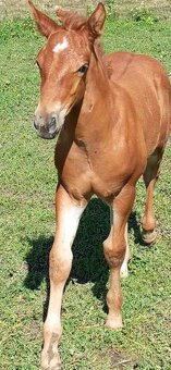 APH APHA PAINT HORSE ŽREBEC pripúšťanie - 17