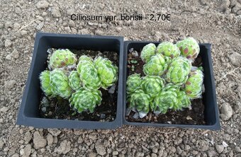 Skalné ruže (Sempervivum) - sadeničky - 17