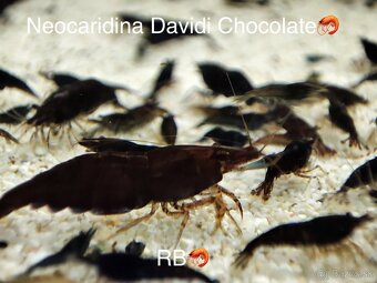 PREMIUM AKVA KREVETKY Caridina a Neocaridina - Odber Zilina - 17