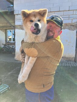 Akita inu s FCI rodokmeňom - plánovaný vrh - 17