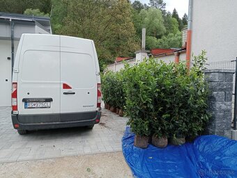 Tuja Smaragd, vavrínovec, červienka - POPRAD A OKOLIE - 17