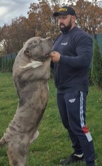 American bully xl - 17