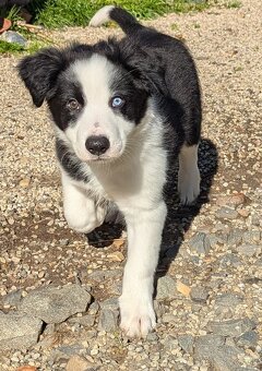 Border kolia- blue merle - 17