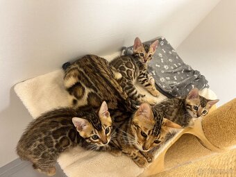 Bengalska mačka - 17