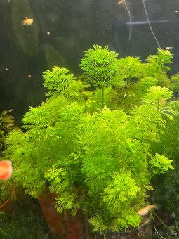Krevetky (Caridina + Neocaridina)+rastlinky - 17