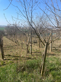Viničný dom v Leviciach - 17