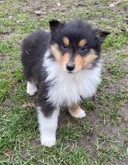 Kolia dlhosrstá - 17