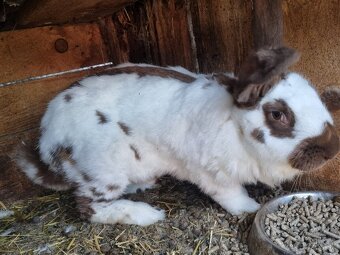 NOS .FRANCUZKY BARAN - 17